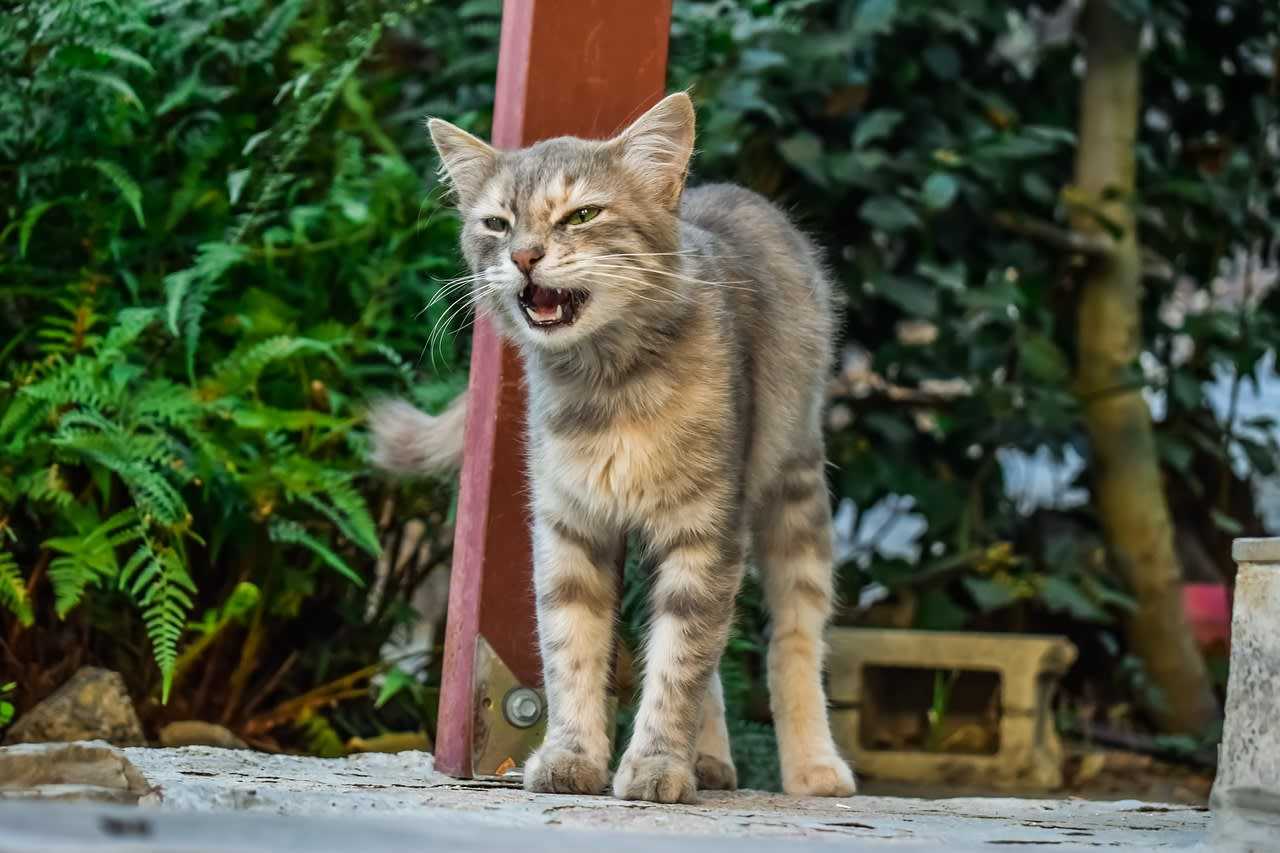 Rabid Cat: Residents In Region Being Treated After Being In Contact ...