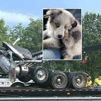 <p>A dump truck driver from Bergen County who miraculously survived a horrific crash on Route 287 spent some of his time recuperating in a hospital bed thinking he&#x27;d lost his beloved dog.</p>