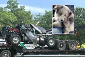 Dog Who Fled Horrific North Jersey Dump Truck Rollover Turns Up The Next Day