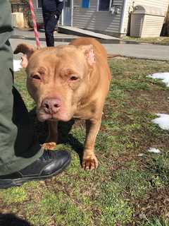 Mia Needs A New Home After Owner Forced To Give Her Up