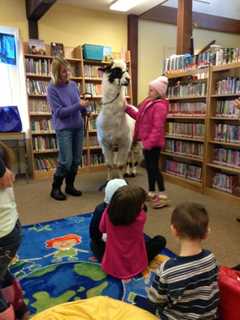 Come Meet Llamas Douglas, Debbie At The NorthEast-Millerton Library