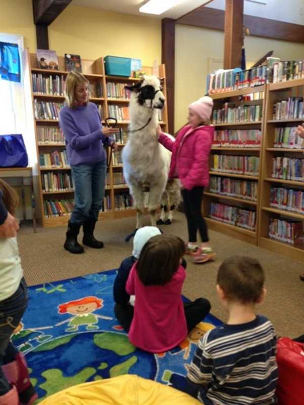 Come Meet Llamas Douglas, Debbie At The NorthEast-Millerton Library