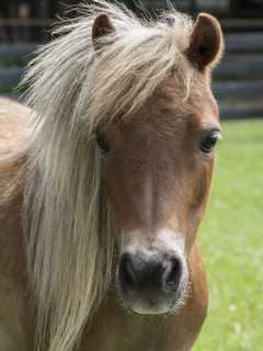 Howard County Resident Comes Home To Herd Of Horses In Backyard