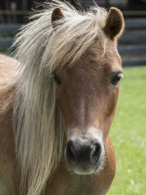 Howard County Resident Comes Home To Herd Of Horses In Backyard