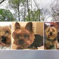RETURNED! Women Who Took Yorkie Terrier Off Leonia Street Bring Him Back A Day Later