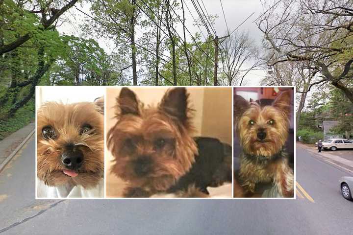 RETURNED! Women Who Took Yorkie Terrier Off Leonia Street Bring Him Back A Day Later