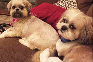 Shih Tzu Still Missing In Putnam Valley