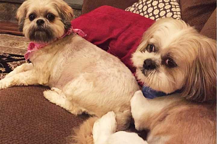 Shih Tzu Still Missing In Putnam Valley