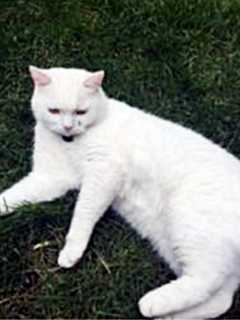 White Male Cat Missing From Armonk