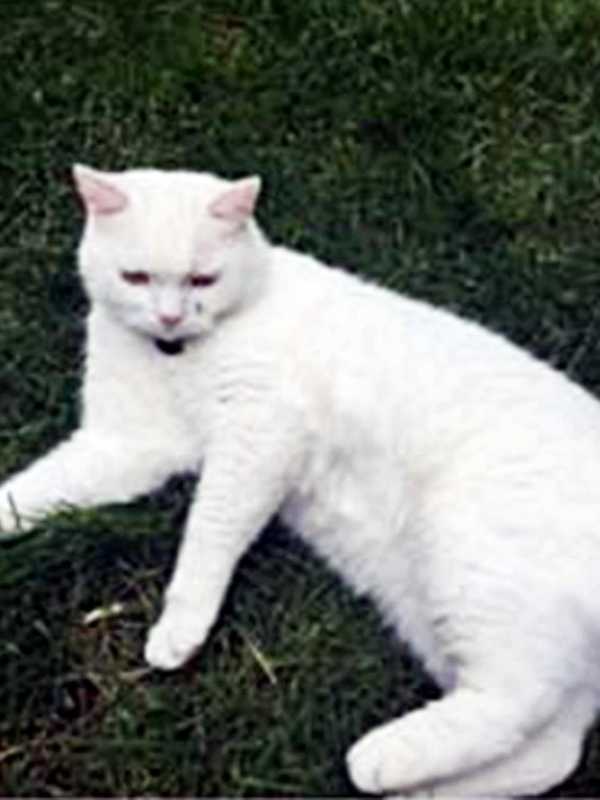 White Male Cat Missing From Armonk