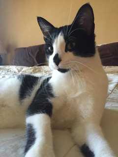 Help Find Missing Stormville Cat