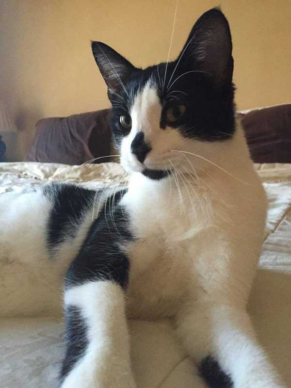 Help Find Missing Stormville Cat