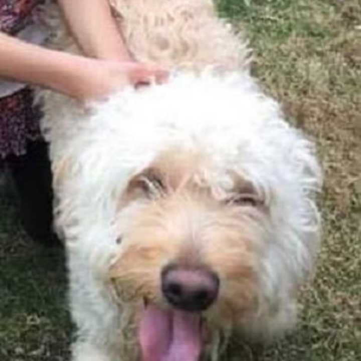 Goldie, a 2-year-old Golden Retriever-poodle mix, has gone missing from her White Plains home.