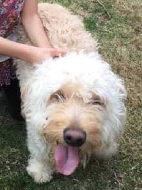 Seen Her? Golden Retriever-Poodle Mix Goes Missing In White Plains