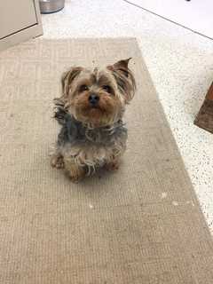 Yorkie Found In Westport's Winslow Park Looks To Be Reunited With Owner