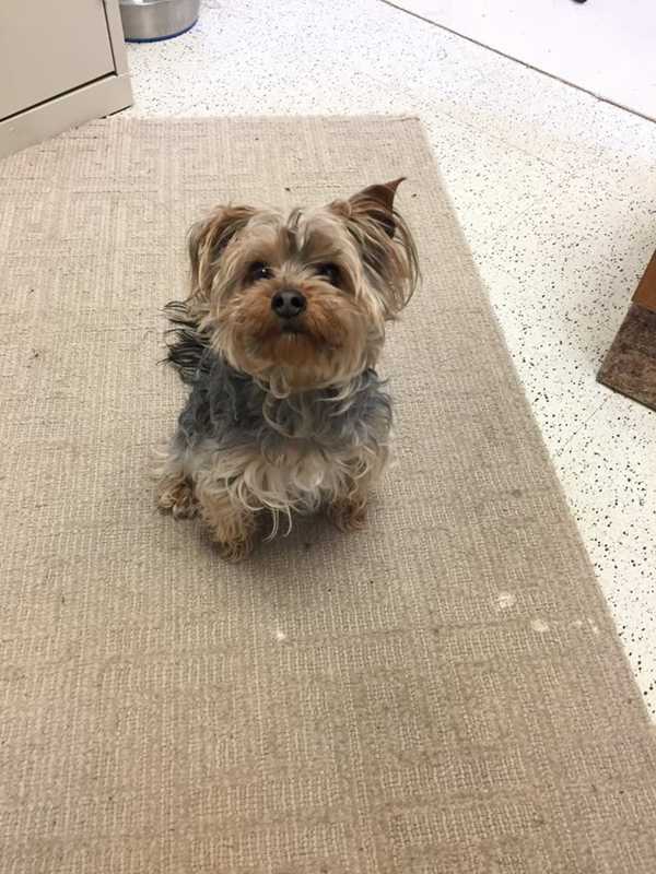 Yorkie Found In Westport's Winslow Park Looks To Be Reunited With Owner