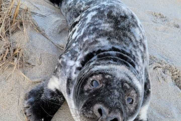 Malnourished Baby Seal Rescued After 400-Mile Journey To Jersey Shore