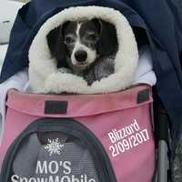 <p>Behold Queen Mo, a chiweenie who went out today with her human, Melanie McGarry of Lodi.</p>