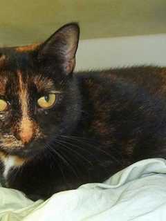 Putnam Humane Society Seeks Home For Momma