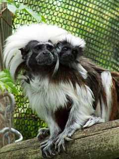 Paramus Zoo Presents Endangered Species Day On Saturday