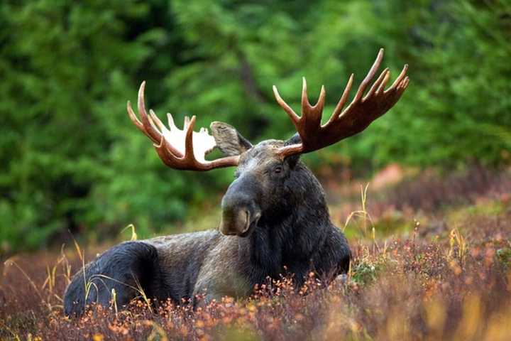 Moose Spotted Near I-91 In Windsor Locks: Drivers Should Watch Out, Officials Say