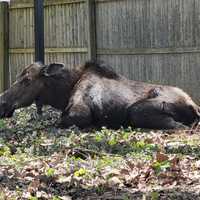 Video: Transient Moose Relocated Out Of Capital District