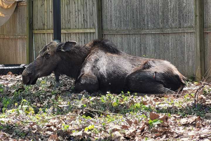 VIDEO: Transient Moose Relocated Out Of Schenectady