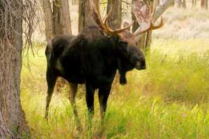 Moose On Loose In Region