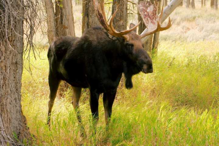 Moose Spotted In Fairfield County