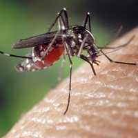 ‘Aggressive’ Mosquitoes Prompt Emergency Spraying Across Franklin County Neighborhoods