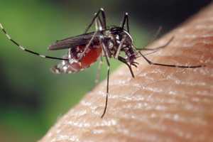 Season's First Batches Of Mosquitoes With West Nile Virus Found In Westchester: Here's Where