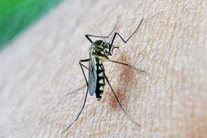 West Nile Virus In CT: Second Positive Case In 2023 Identified By Officials