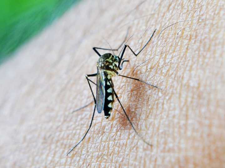 West Nile Virus Found In Mosquitoes On Long Island; Here's How To