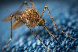 Mosquitoes Carrying Eastern Equine Encephalitis Found In These 6 CT Towns