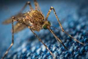 Mosquitos Carrying West Nile Virus Found in Hartford