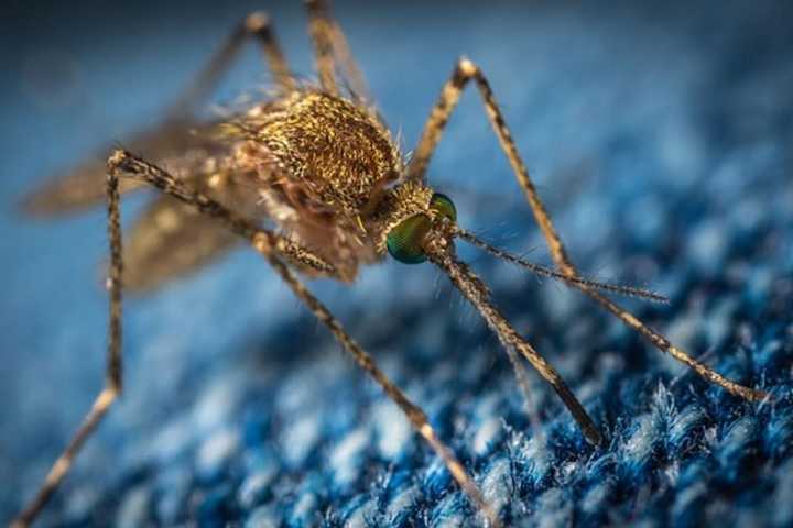 Mosquitos Carrying West Nile Virus Found in Hartford