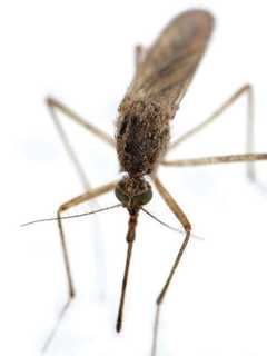 West Nile Virus Detected In Rockland Mosquitoes
