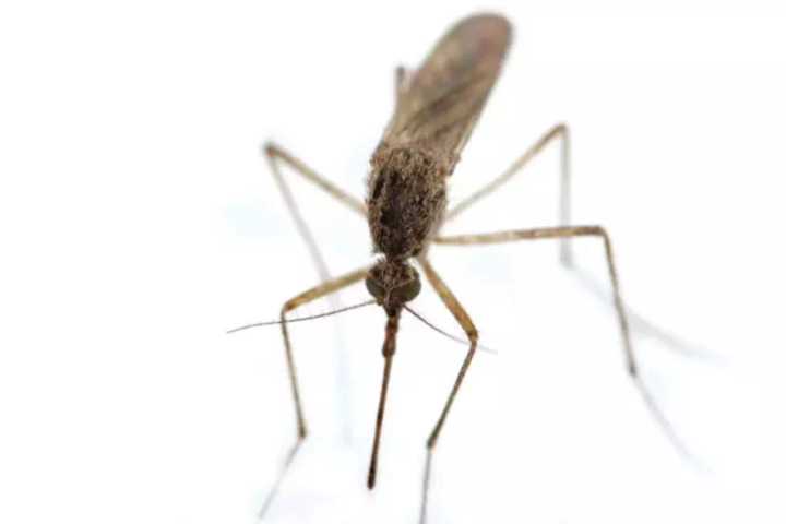 West Nile Virus Found In Mosquitoes in Westchester