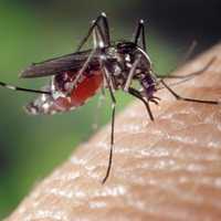 Spraying For Mosquitoes Set For CT State Park In Response To Deadly EEE Virus