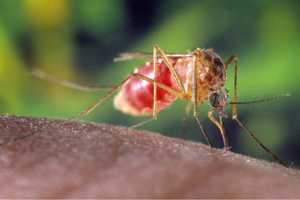 Passaic County Man's West Nile Death Marks First Since 2013
