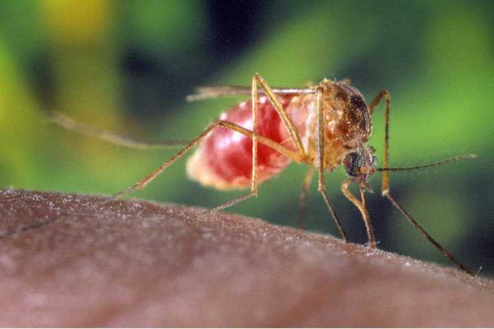 Passaic County Man's West Nile Death Marks First Since 2013