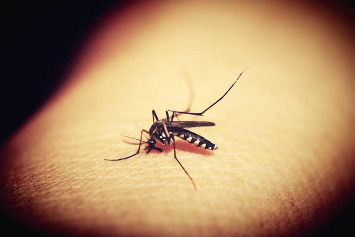 West Nile Virus Detected In Worcester Mosquitos: Health Department