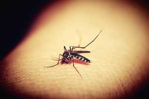 Mosquitoes Carrying West Nile Virus Found In Westchester: Here's How To Protect Yourself