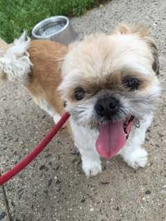 Lost Dog Taken To Animal Shelter In Mount Vernon