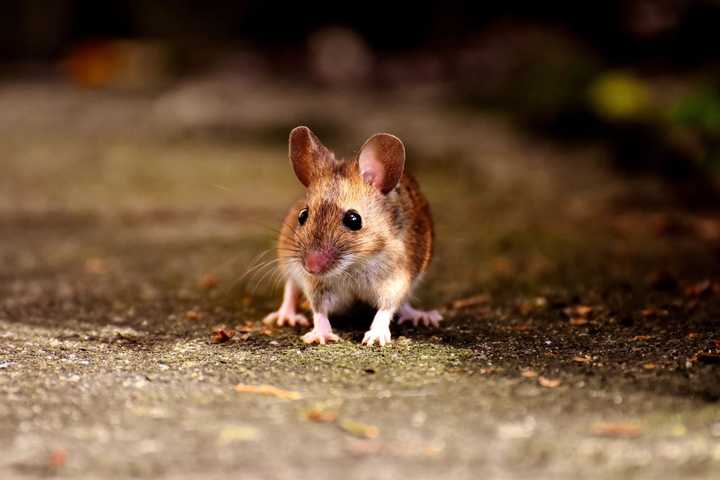 Rodent Infestation Causes Closure Of Movie Theater In Nassau County