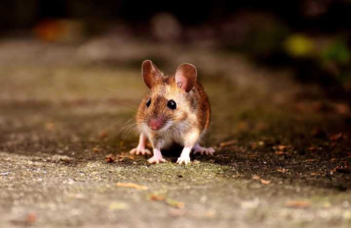 Mice moved into a dine-in movie in Nassau County which closed voluntarily to deal with the problem.