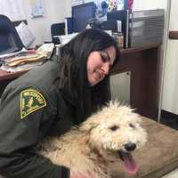 Missing Dog Mozart Reunited With Family In Westport