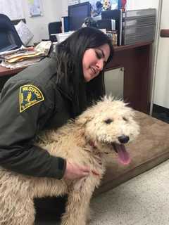 Missing Dog Mozart Reunited With Family In Westport