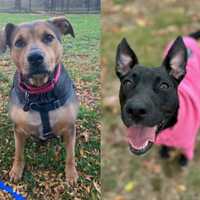 Looking For A Four-Legged Family Member? MSPCA Has A Special Deal For You