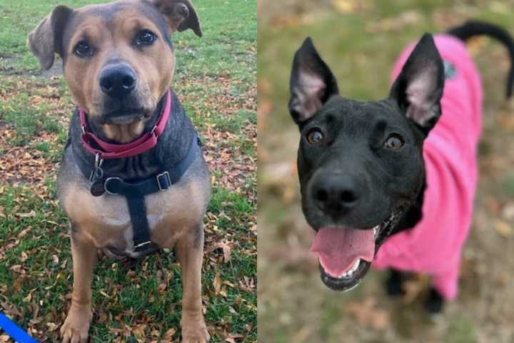 Looking For A Four-Legged Family Member? MSPCA Has A Special Deal For You